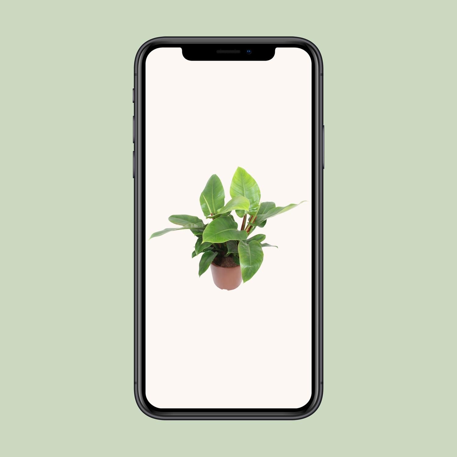 Philodendron vert impérial - Ø27cm - ↕80cm