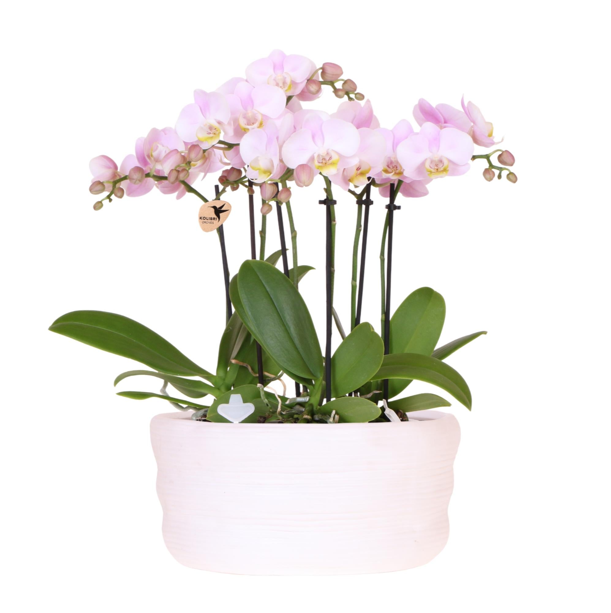 Kolibri Orchideen | Set aus drei rosa Orchideen in einer Como-Schale mit integriertem Wasserreservoir | Portugal, 9 cm | Mono Bouquet rosa mit integriertem Wasserreservoir