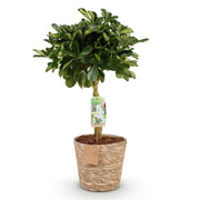 Schefflera Gold Capelle - Vingerboom - met mand - Pot 21cm - Hoogte 70-81cm