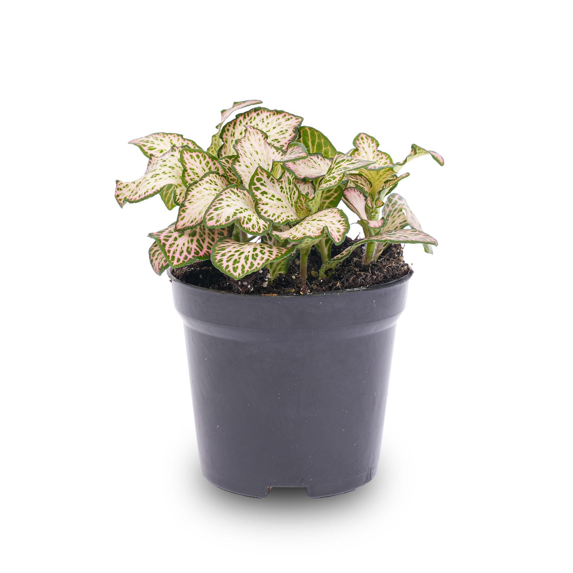 Fittonia Pink Tiger – Rosa, Weiß und Grün – Mosaikpflanze – Topfgröße 8