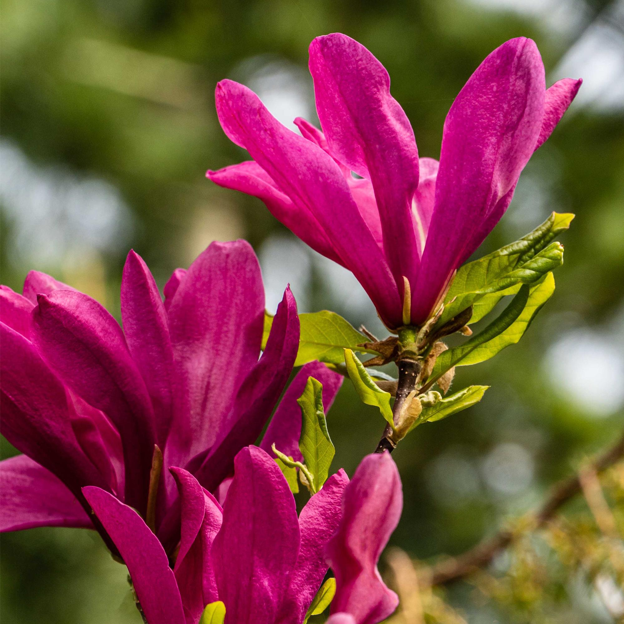Magnolia Susan  - Bloemen Donker Roze - 1 plant - bladverliezend - weinig onderhoud - pot 17cm hoogte 45cm