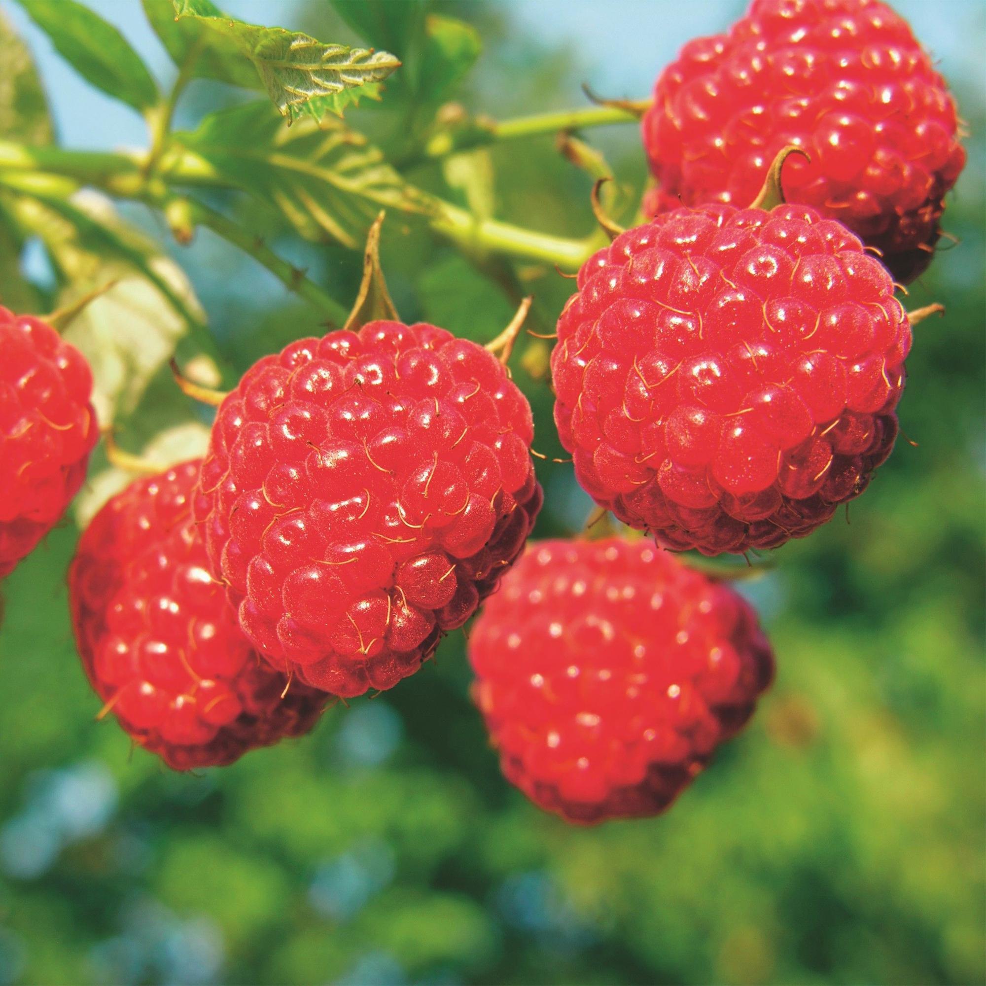 Rubus idaeus Malling Promise - Frambozenplant - Winterhard - Rode Framboos - 2 Planten - Pot 15cm - Hoogte 50cm