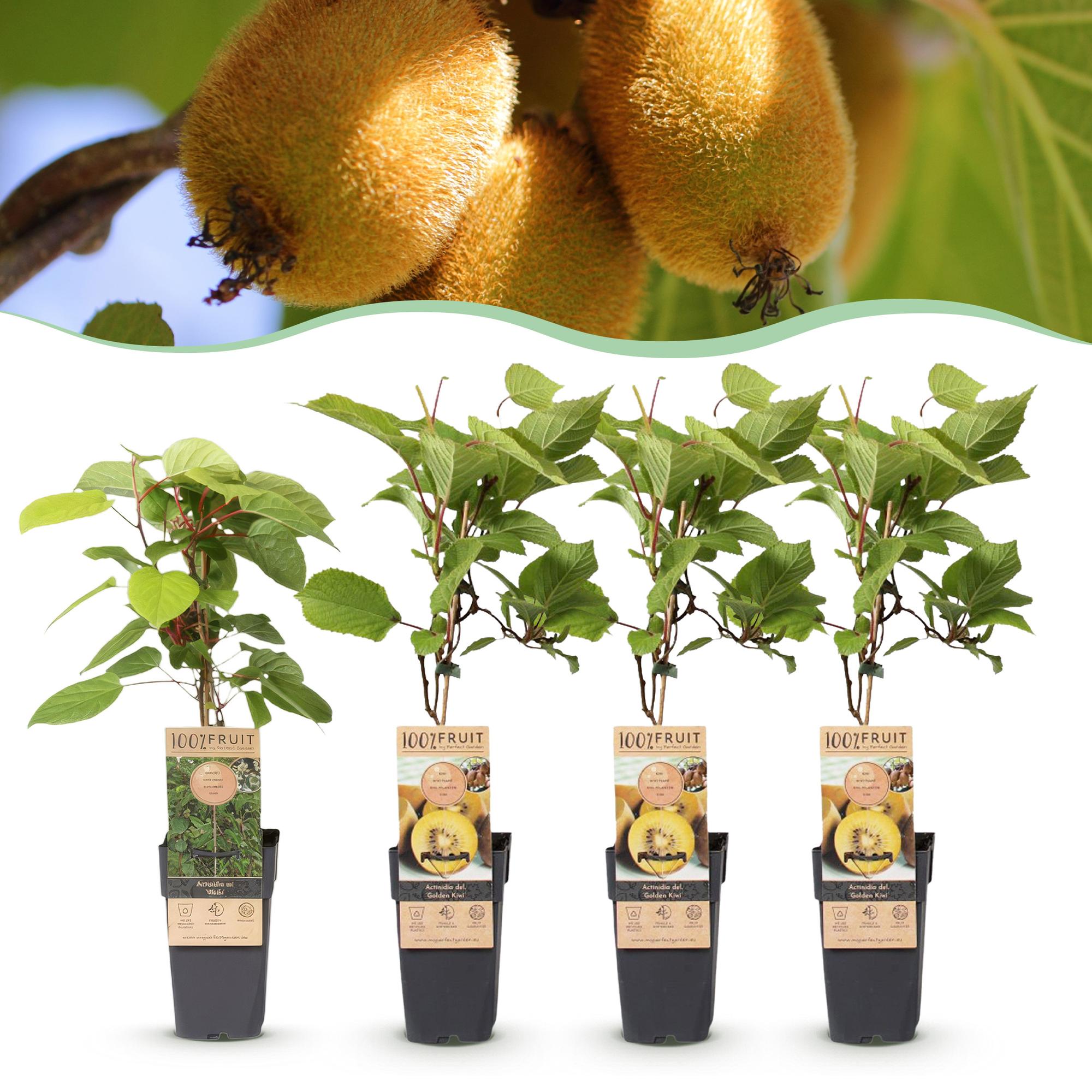 Actinidia Weiki & Golden Kiwi - Kiwiplant - 1 Mannelijke - 3 Vrouwelijke - Planten - Geel - Pot 15cm - Hoogte 50cm