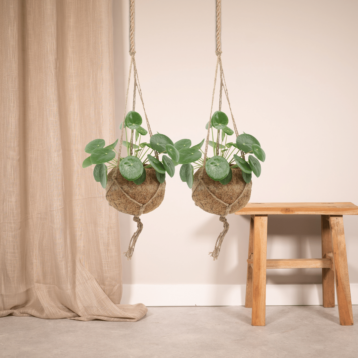 2x Kokodama Pilea Peperomiodes - Planta de panqueque - 20 cm - ø15
