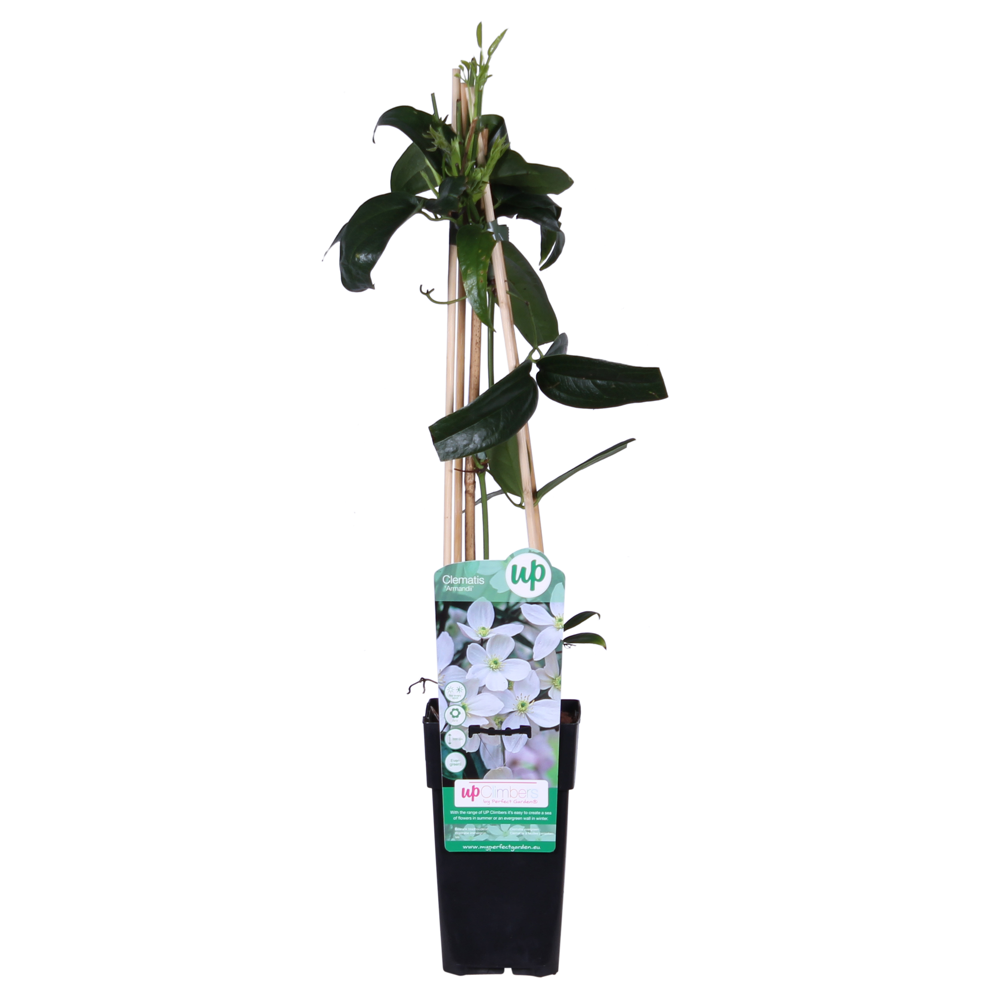 Clématite armandii - Clématite persistante blanche - Ø15cm - ↕65cm