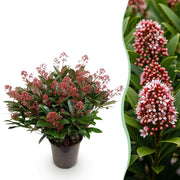 Skimmia japonica Rubella - Bloem Rood - 40+ Bloemen - 1 Plant - Winterhard - Pot 19cm Hoogte 60cm