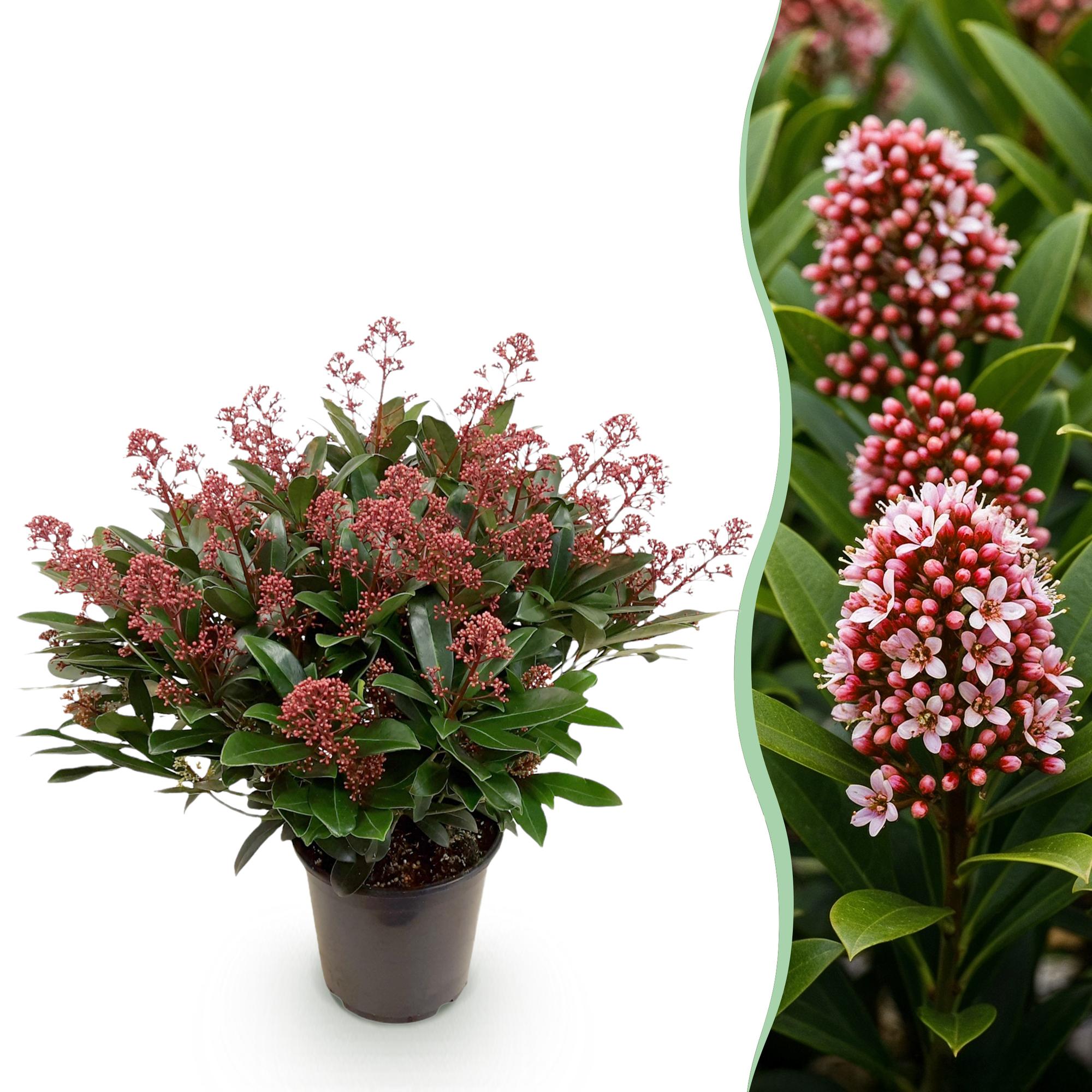 Skimmia japonica Rubella - Bloem Rood - 40+ Bloemen - 1 Plant - Winterhard - Pot 19cm Hoogte 60cm