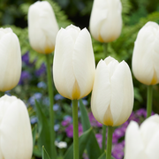 120 bulbos de Tulipa Triumph White - Tulipán Triumph - Blanco - Floración primaveral - Tamaño del bulbo 11/12