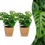 Monstera Adansonii - Rhaphidophora Tetrasperma - 2x - met Mand - Pot 12cm - Hoogte - 25cm