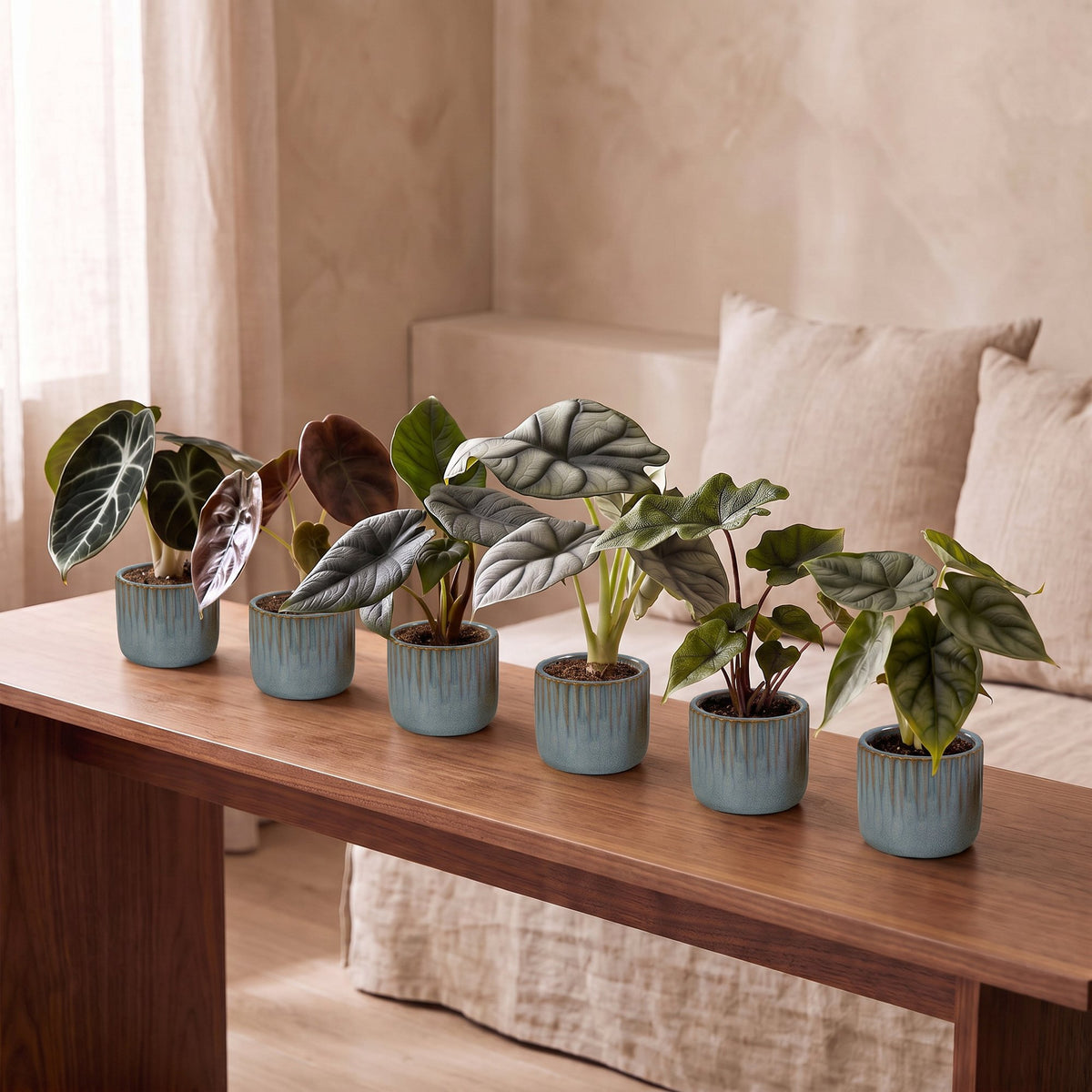 Baby Alocasia Familie 6x- Rood - Groen - Zwart - Zilver - Grijs - Tropisch - incl. Linnea Misty Blue - Ø6cm - ↕12cm