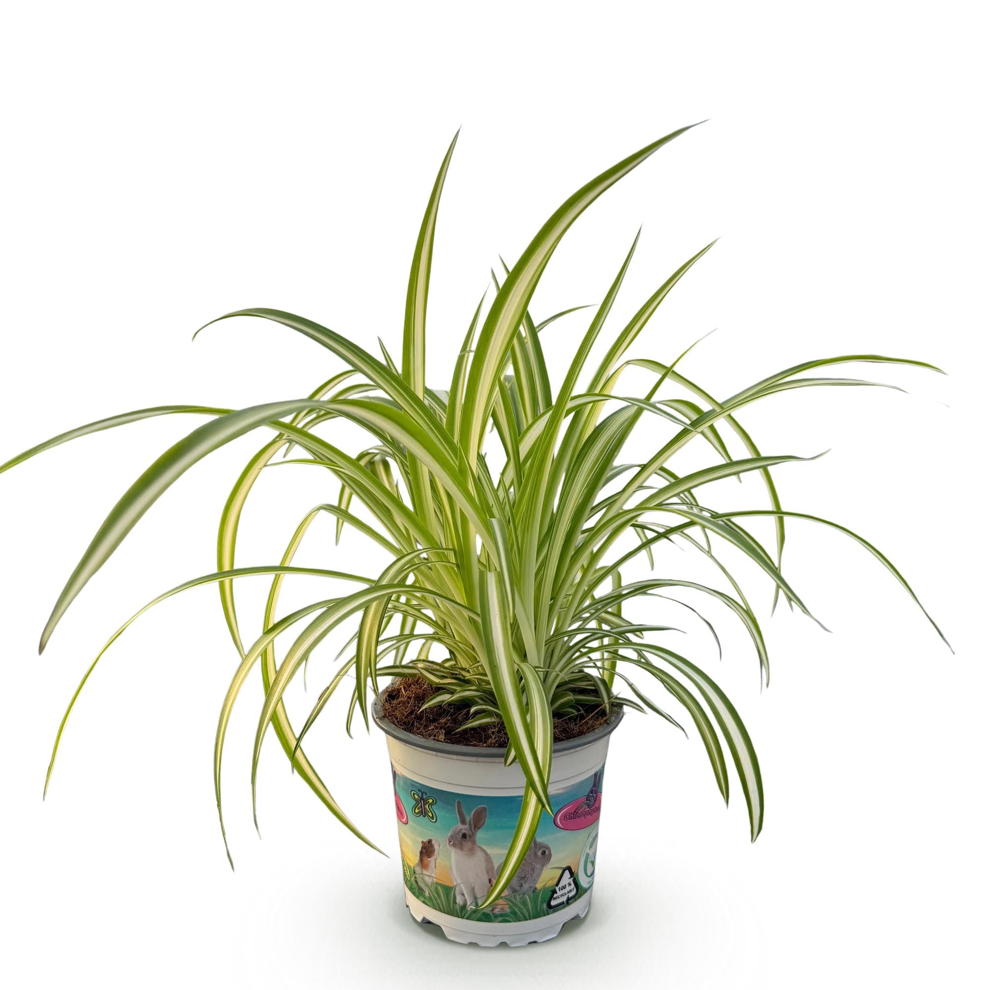 Chlorophytum comosum Variegatum - Bonte Graslelie - Huisdiervriendelijke Plant - Groen - 1 Plant - Pot 12cm - Hoogte 20cm