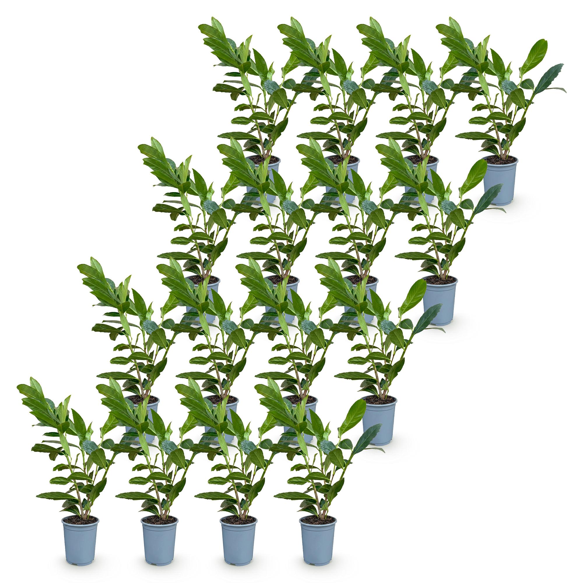 Prunus laur. Caucasica - Laurierkers 16x - Haagplanten - Groenblijvend - Groen - Pot 9cm - Hoogte 25-35cm