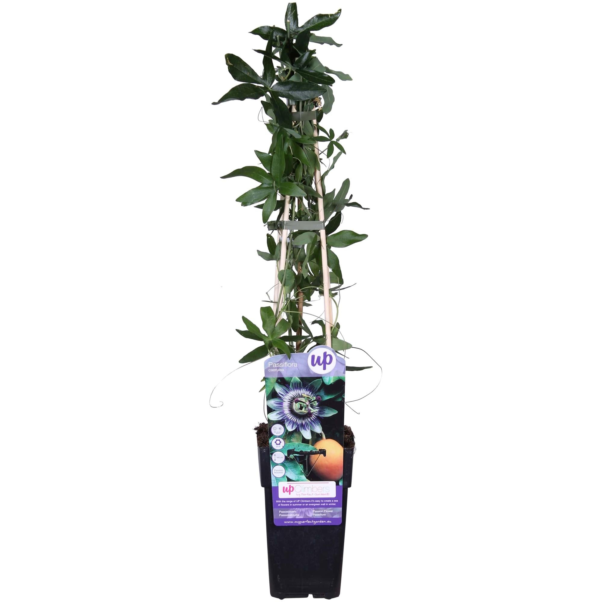 Passiflora Blu caerulea - Ø15cm - ↕65cm