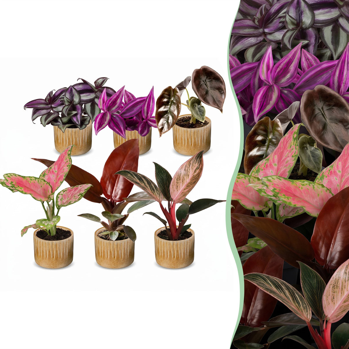 Baby Planten Paradise Mix - Diversen 6x - Tropisch - incl. Linnea Honey - Ø6cm - ↕10-15cm