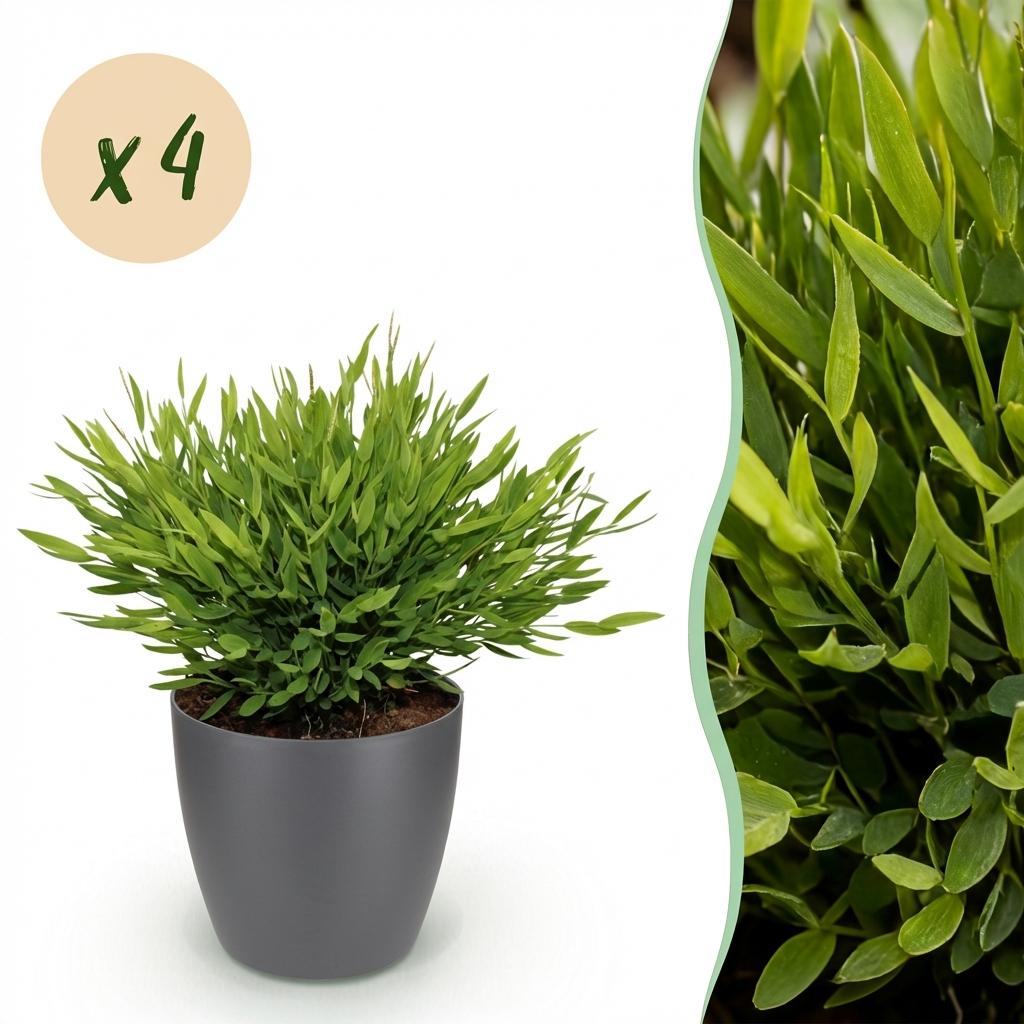 Bamusa Pogonatherum Monica - Kamerbamboe - Huisdiervriendelijke Plant - Groen - 4 Planten - met Potter Grijs - Pot 12cm - Hoogte 20cm