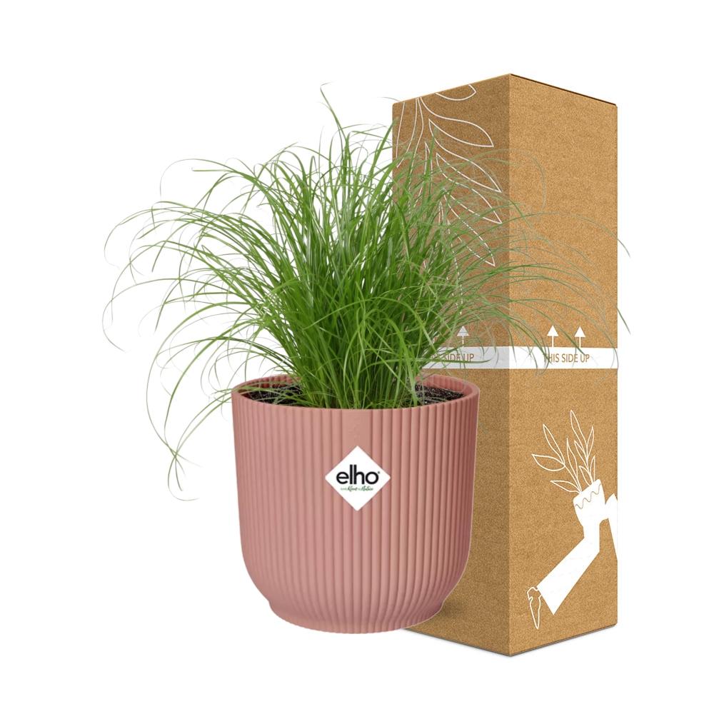 Cyperus Alternifolius Zumula en ELHO Vibes Fold 14cm rose
