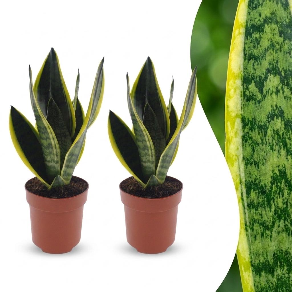 Sansevieria Future Superb - Vrouwentong - 2x - Pot 12cm - Hoogte - 35cm