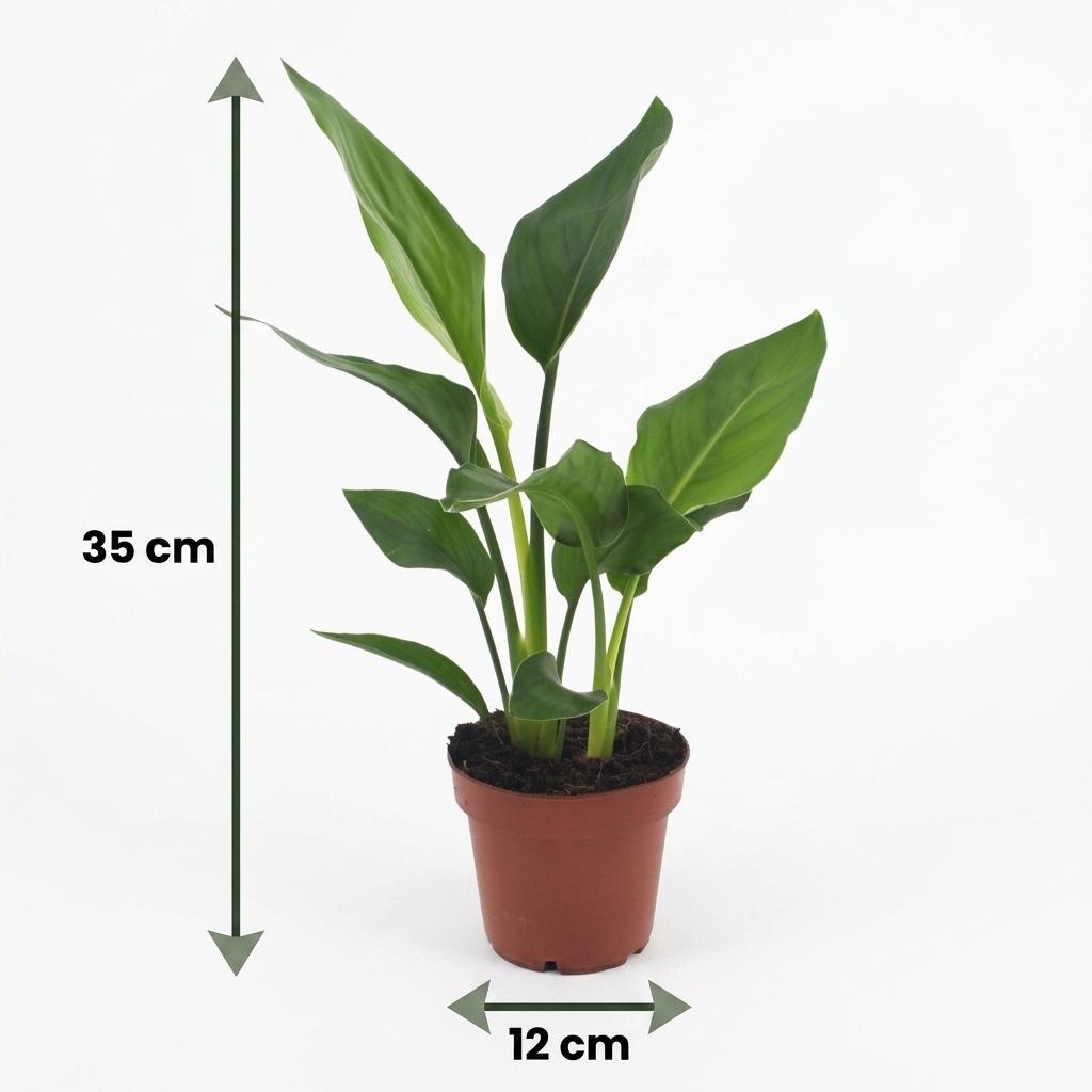 Strelitzia Reginea - Paradijsvogelbloem - 4x - met Potter Grijs - Pot 12cm - Hoogte 35cm