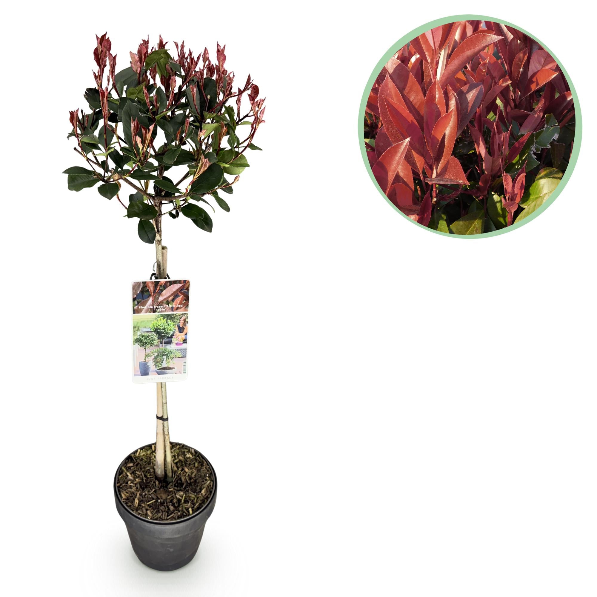Photinia fraseri Little Red Robin - Terras Plant - Bladhoudend - Winterhard - Groen-Rood Blad - Pot 19cm Hoogte 90cm