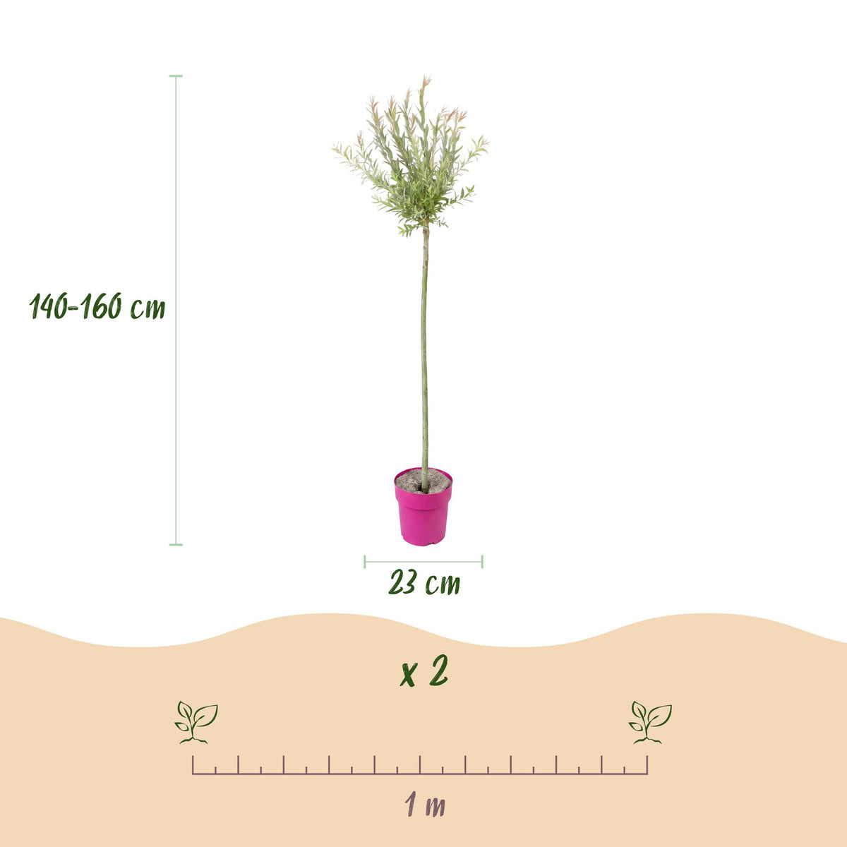 Salix Flamingo - Ø23cm - ↕140-160cm - 4x