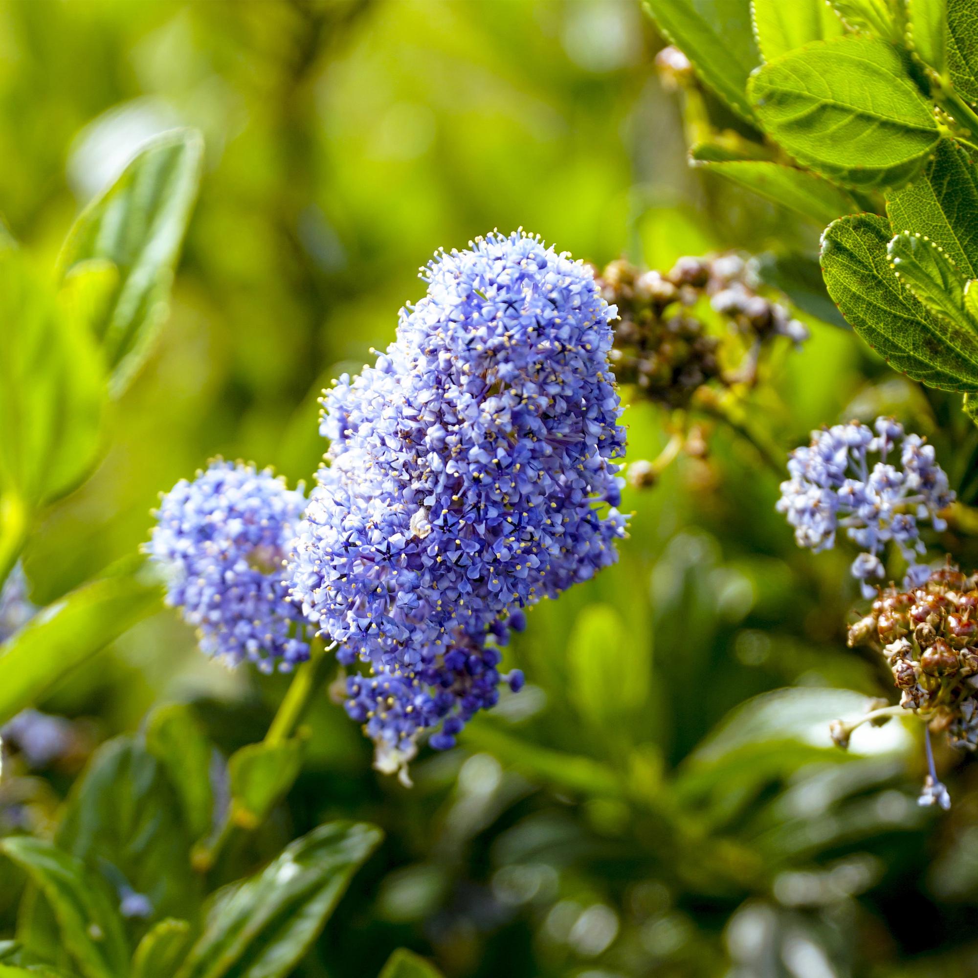 Ceanothus impressus Victoria - Terras Plant - Bladhoudend - Winterhard - Paarse Bloem - Pot 19cm Hoogte 90cm