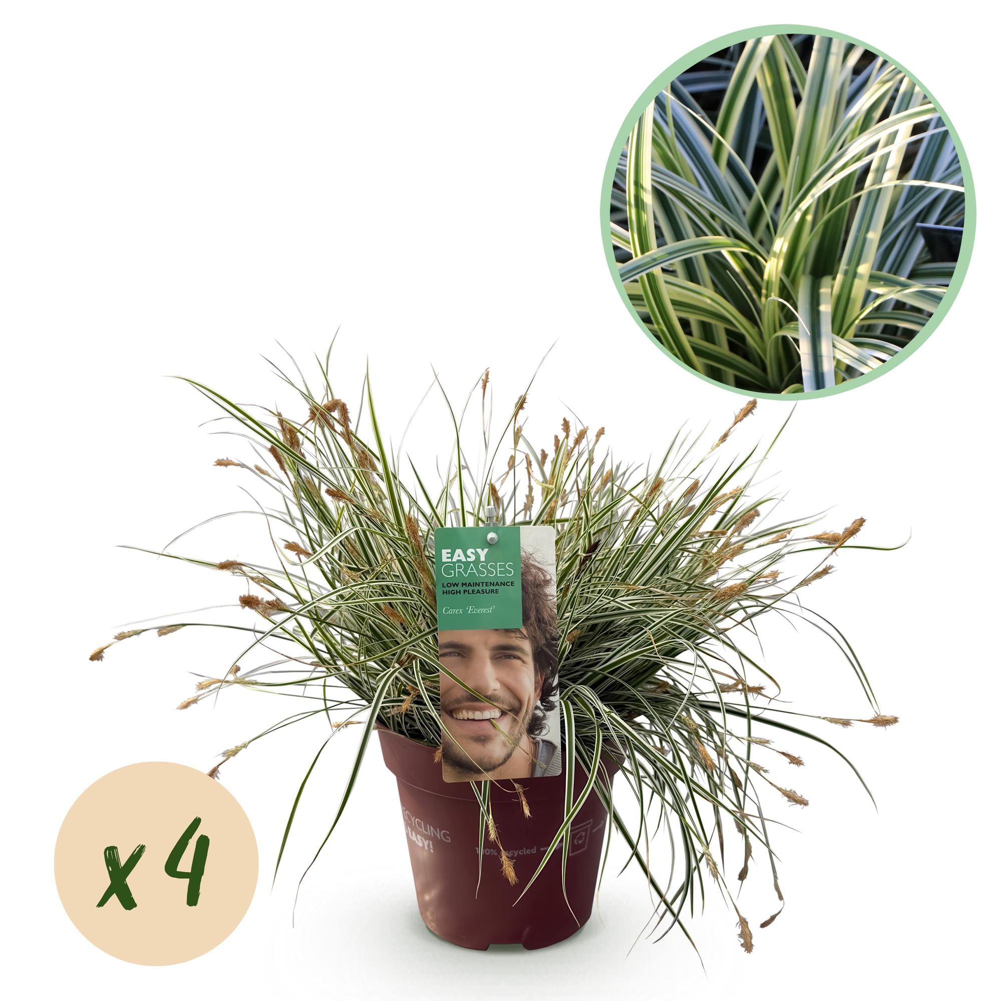 Carex oshimensis Everest - Wit en Groen - 4 Planten - Bladhoudend - Weinig Onderhoud - Pot 17cm Hoogte 50cm