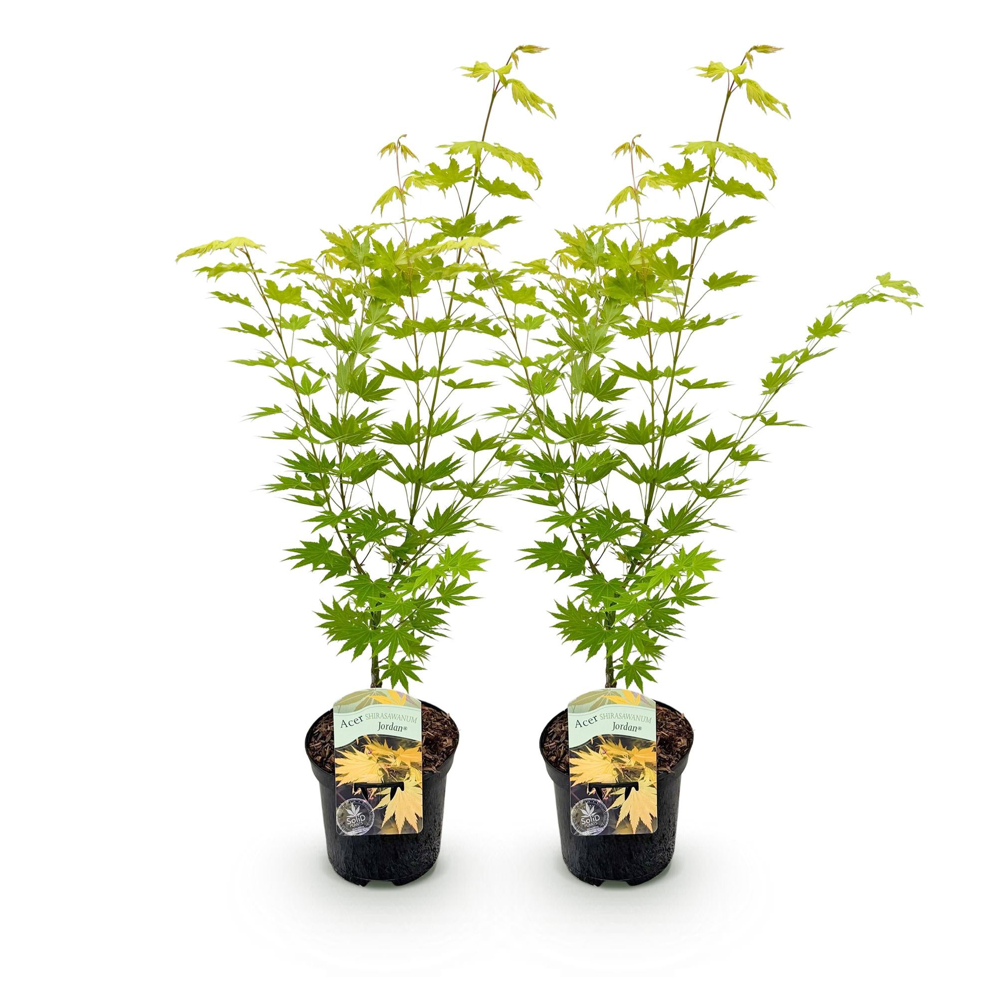 Green boutiQ – Terrassenpflanze – Japanischer Ahorn (Acer palmatum Jordan) – Gelb – 2 Pflanzen – Laubabwerfend – Topf 19 cm, Höhe 70 cm
