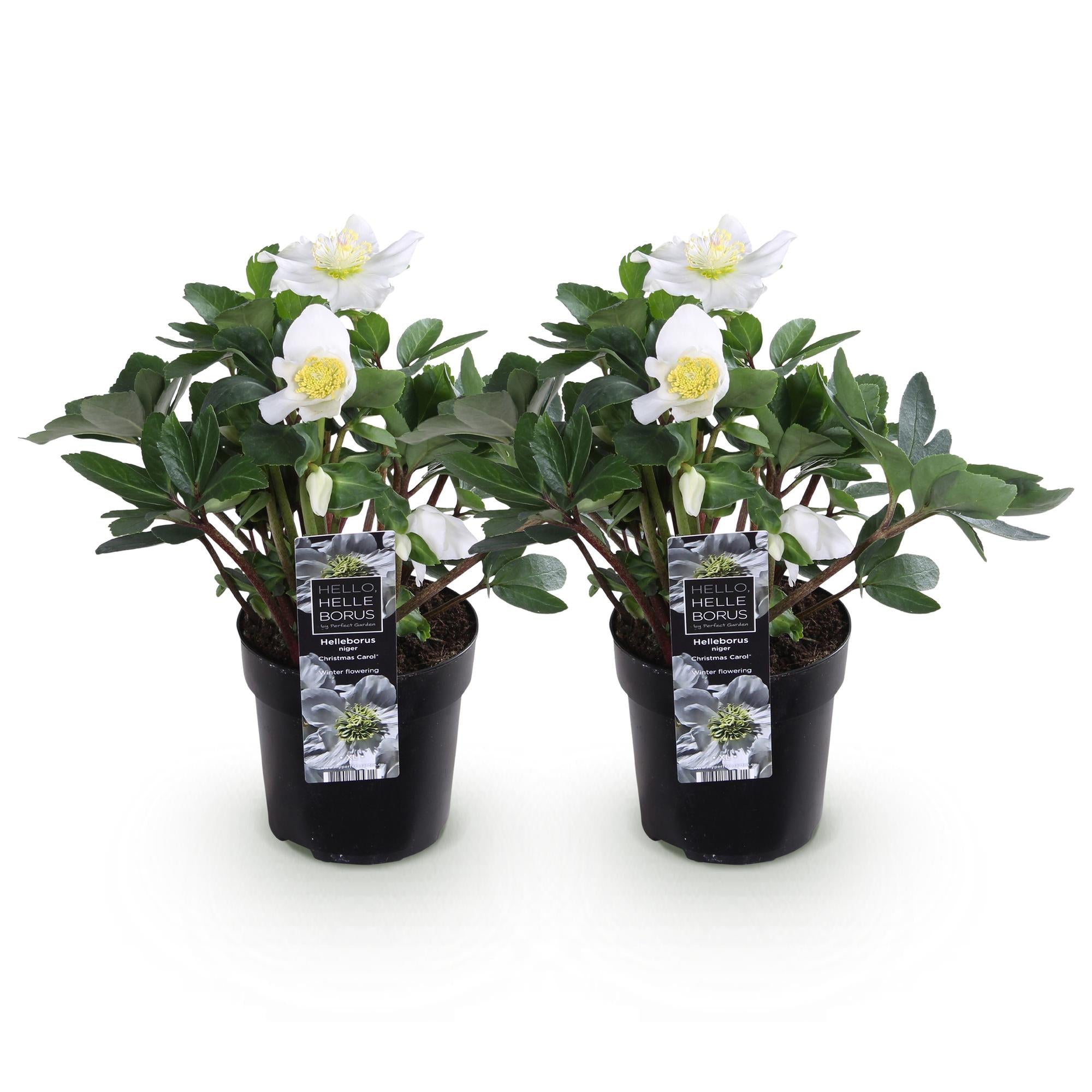 Kerstroos - Helleborus Christmas Carol  - Witte Bloem -2 Planten - Groenblijvend - Pot 10,5cm Hoogte 25cm