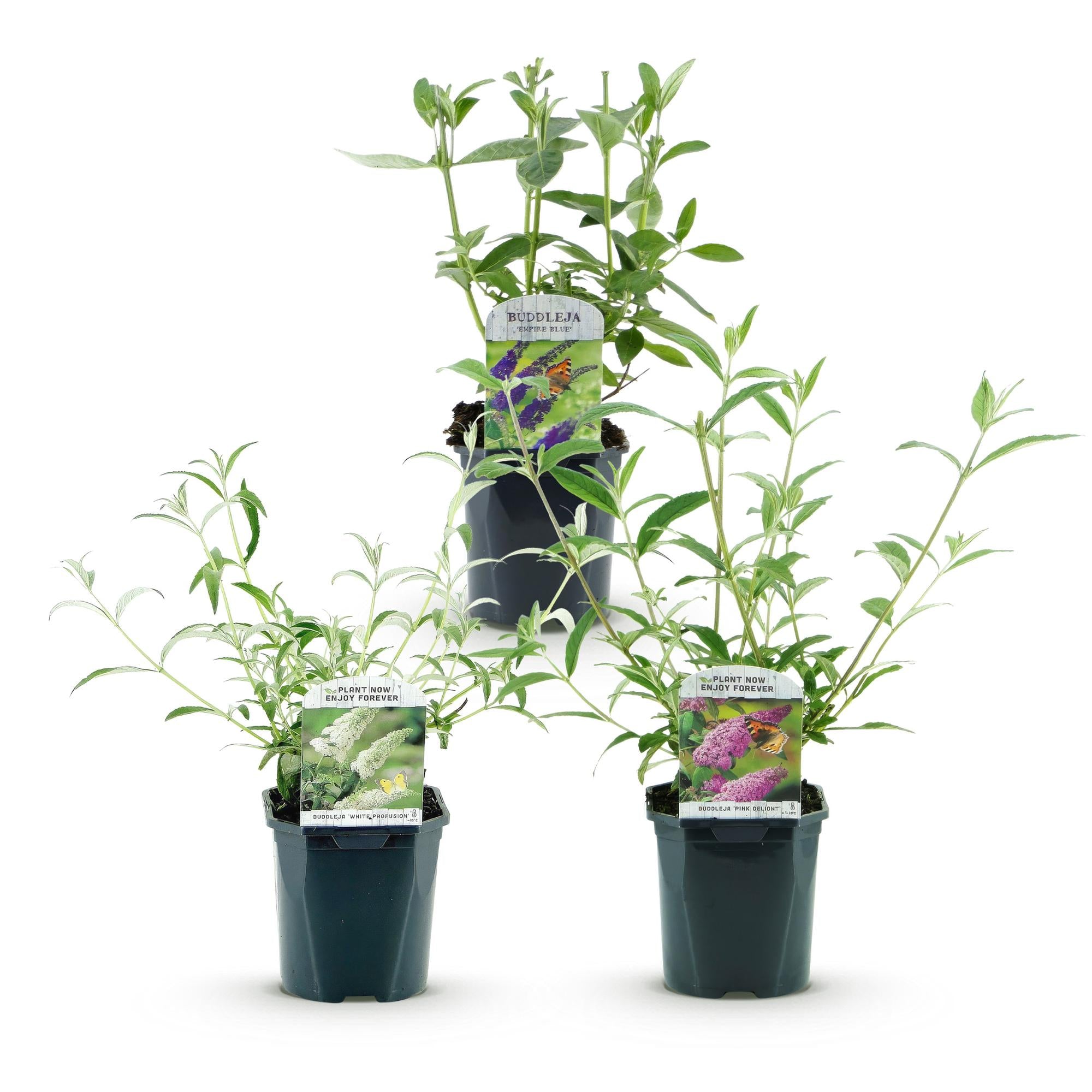 Buddleja davidii Tricolour - Vlinderstruik - Winterhard - Blauw - Roze - Wit - 3 Planten - Pot 17cm - Hoogte 45cm
