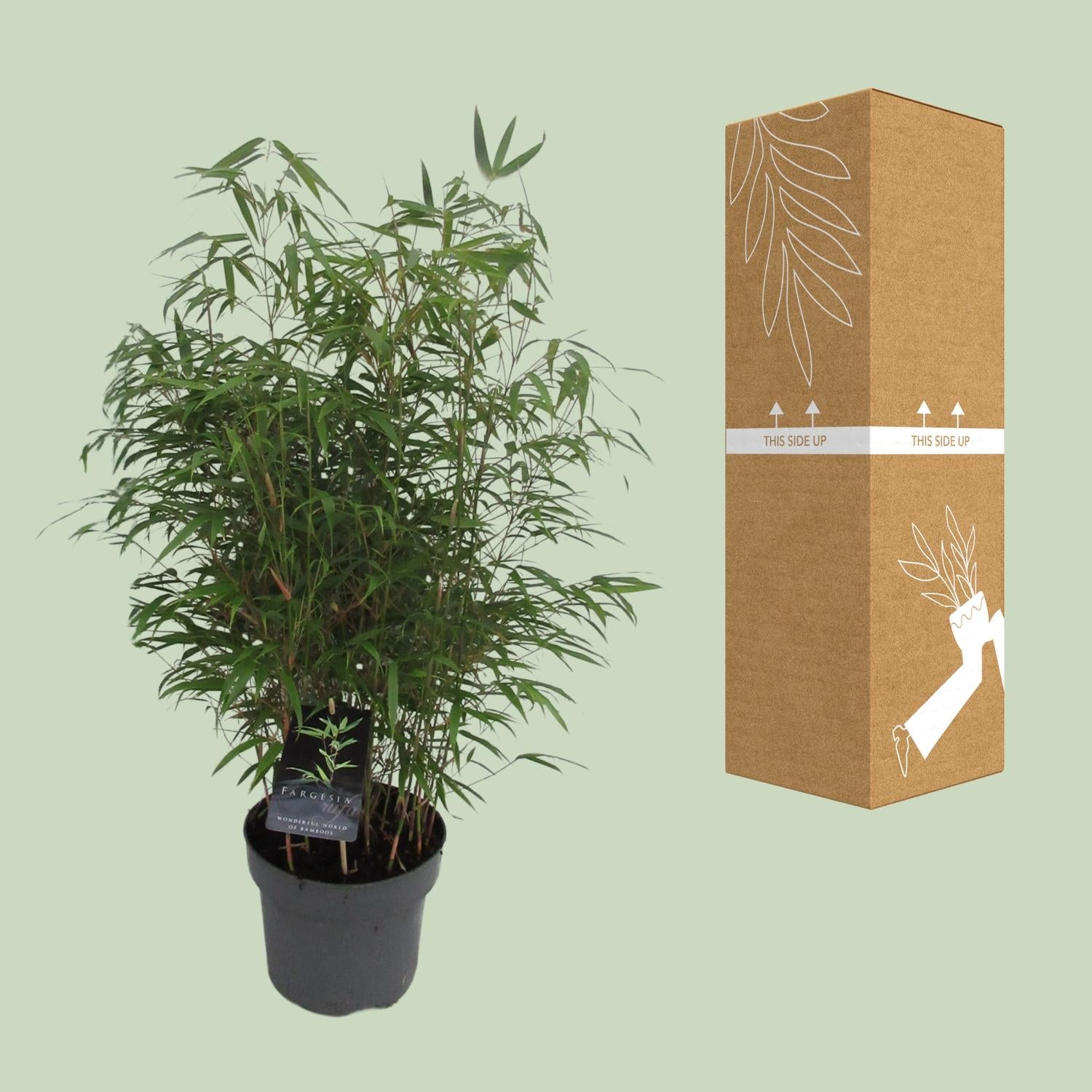 Fargesia Rufa - Bambú Rampante - Ø23cm - ↕95cm