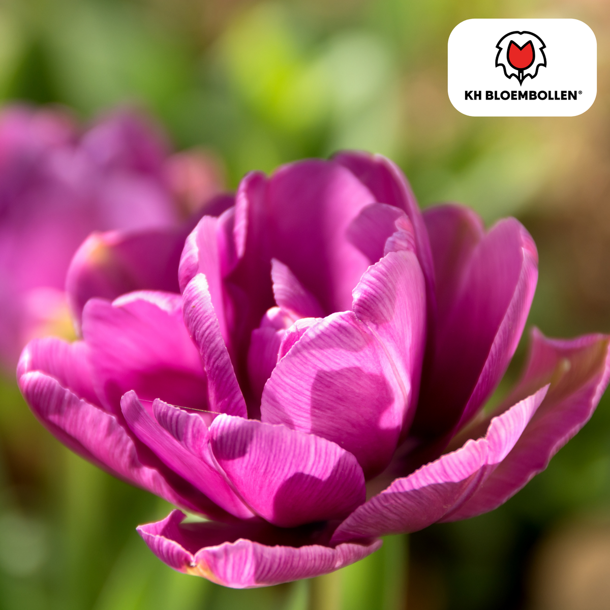Tulip Bulbs Double Flag – Pack of 20 | KH Bloembollen® | Purple Double-Flowered Tulip – Elegant & Full – Gift for Garden or Pot – Size 11/12 – Fresh from the Grower!
