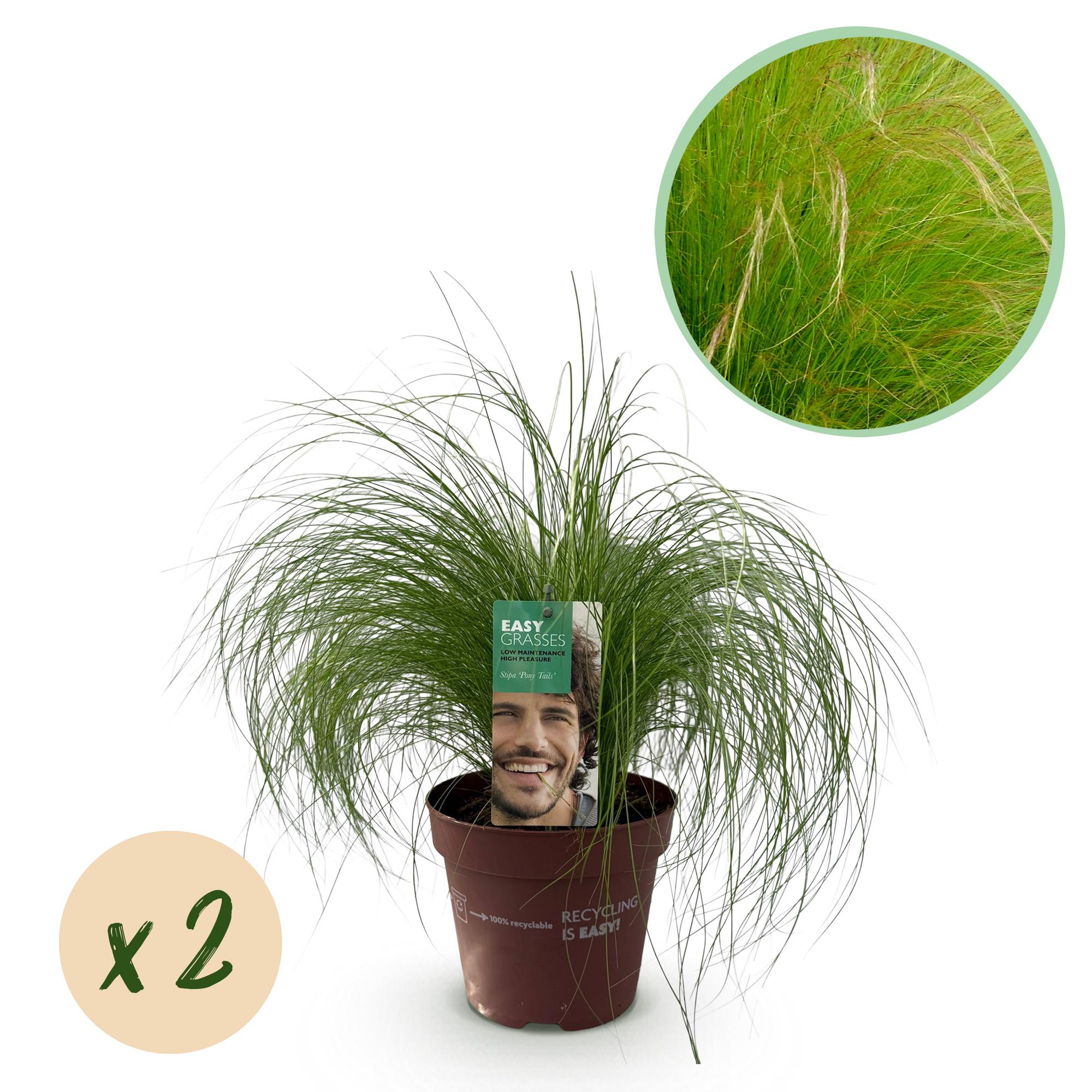 Stipa tenuifolia Pony Tails - Groen - 2 Planten - Bladhoudend - Weinig Onderhoud - Pot 17cm Hoogte 50cm