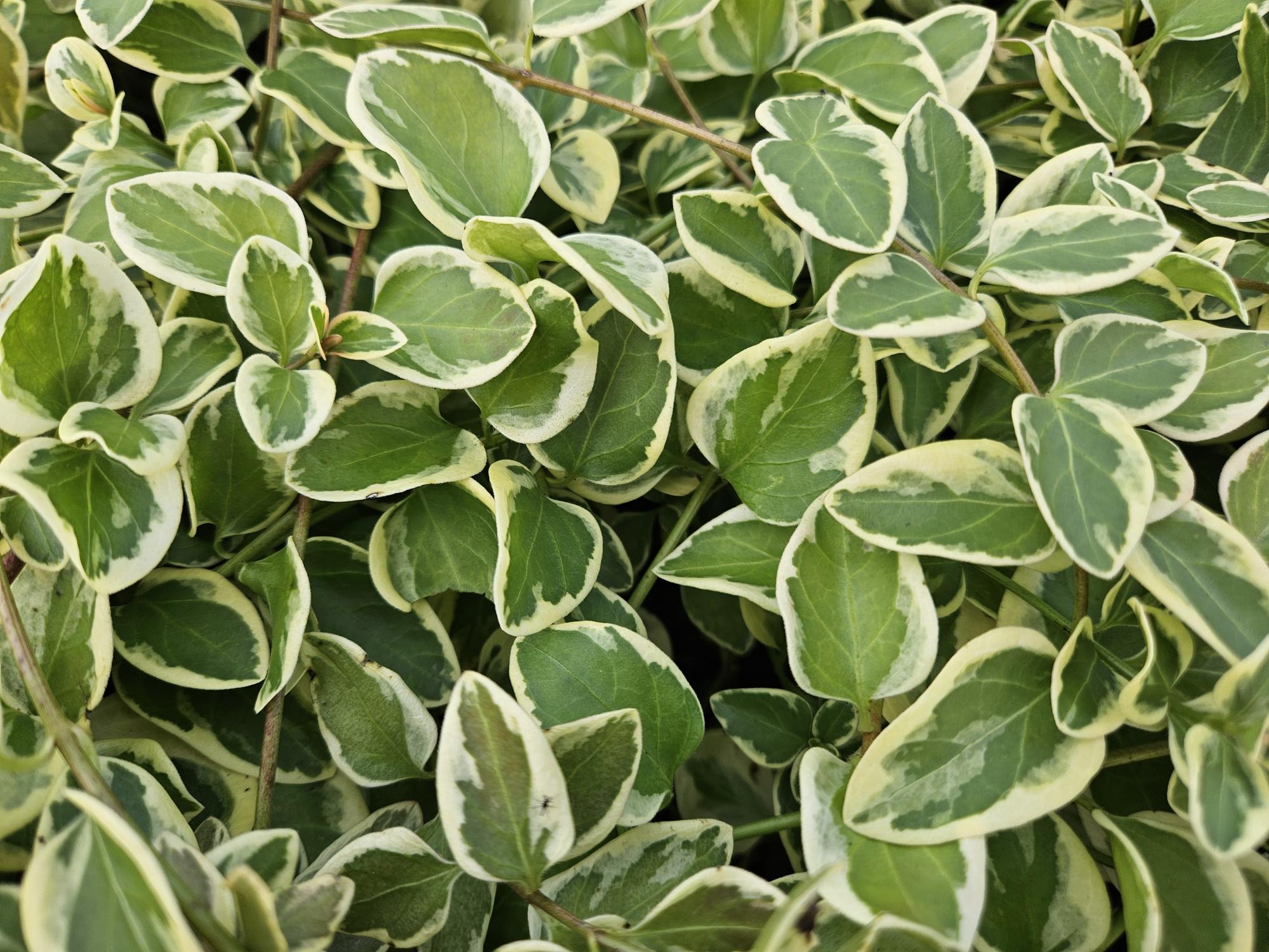 6x Vinca major 'Variegata' - ↕10-25cm - Ø9cm