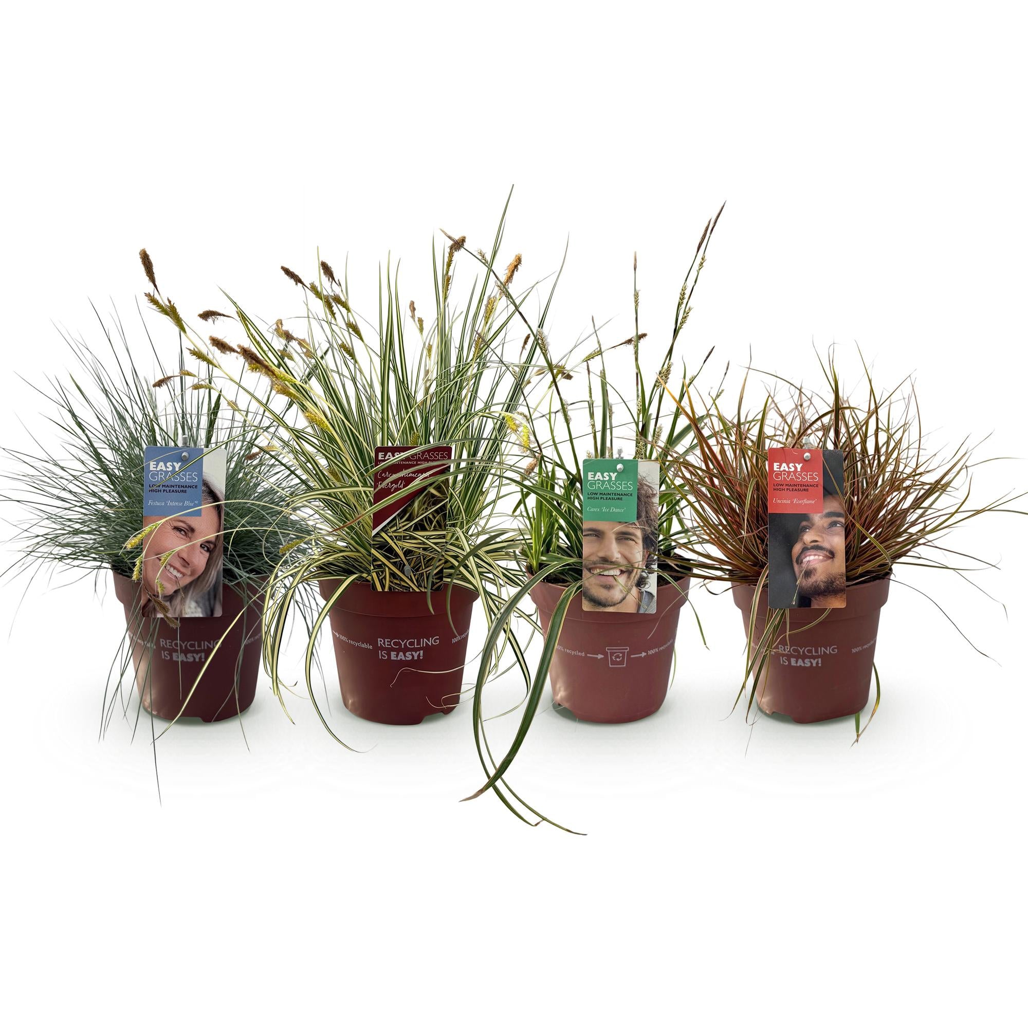 Green boutiQ – Ziergräser – 4 Pflanzen – Blau – Gelb – Grün – Rot – Immergrün – Pflegeleicht – Topf 17 cm, Höhe 50 cm