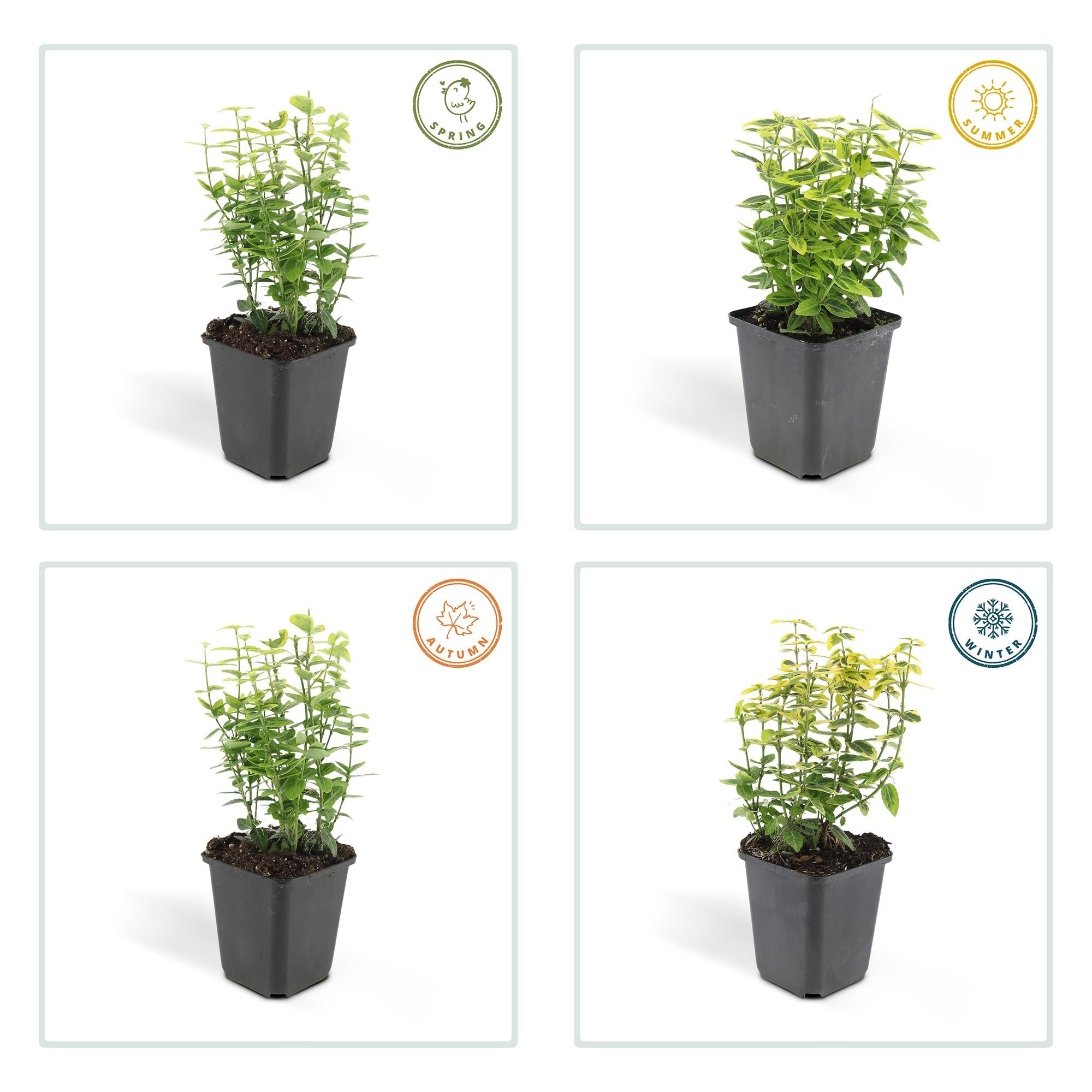 6x Euonymus fort. 'Emerald 'n Gold’ - ↕10-25cm - Ø9cm