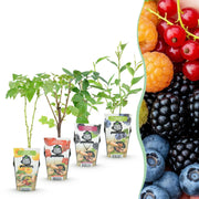 Rainbow - Rode Bes - Gele Framboos - Zwarte Braam - Blauwe Bes - Winterhard - 4 Planten - Pot  9cm