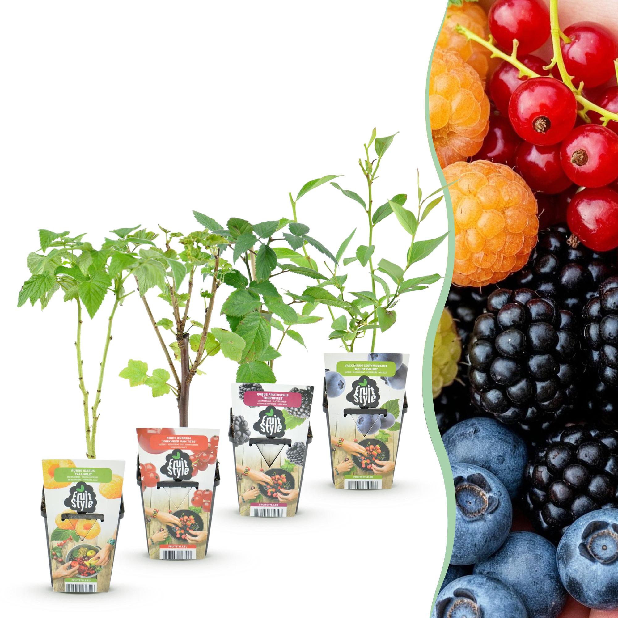 Rainbow - Rode Bes - Gele Framboos - Zwarte Braam - Blauwe Bes - Winterhard - 4 Planten - Pot  9cm