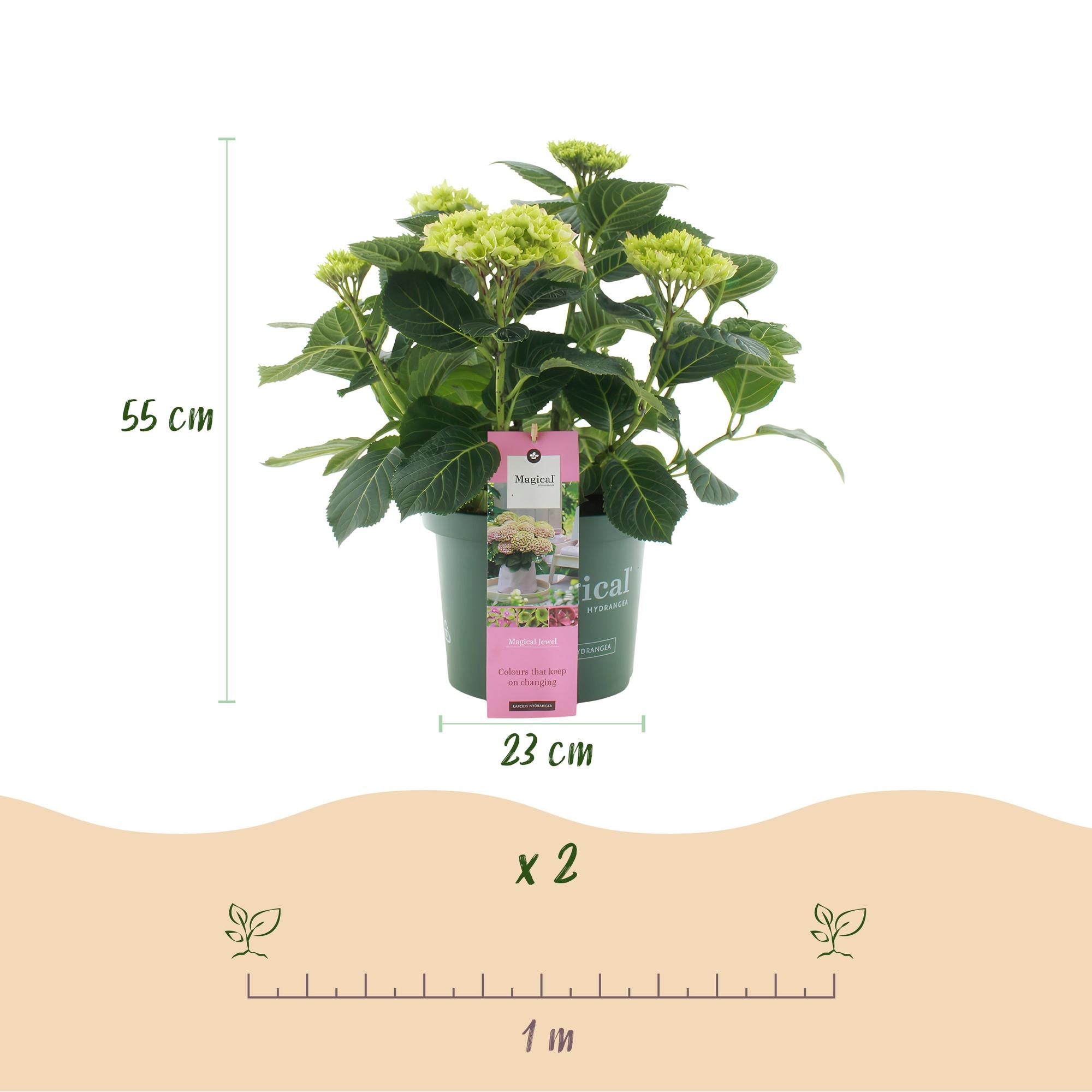 Hortensia - Hydrangea Magical Jewel Pink - Roze - 6-10 Bloemen - Pot 23cm Hoogte 55cm