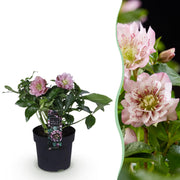 Lenten Rose - Helleborus orientalis Double Ellen Pink - Roze Bloem -1 Plant - Groenblijvend - Pot 14cm Hoogte 35cm