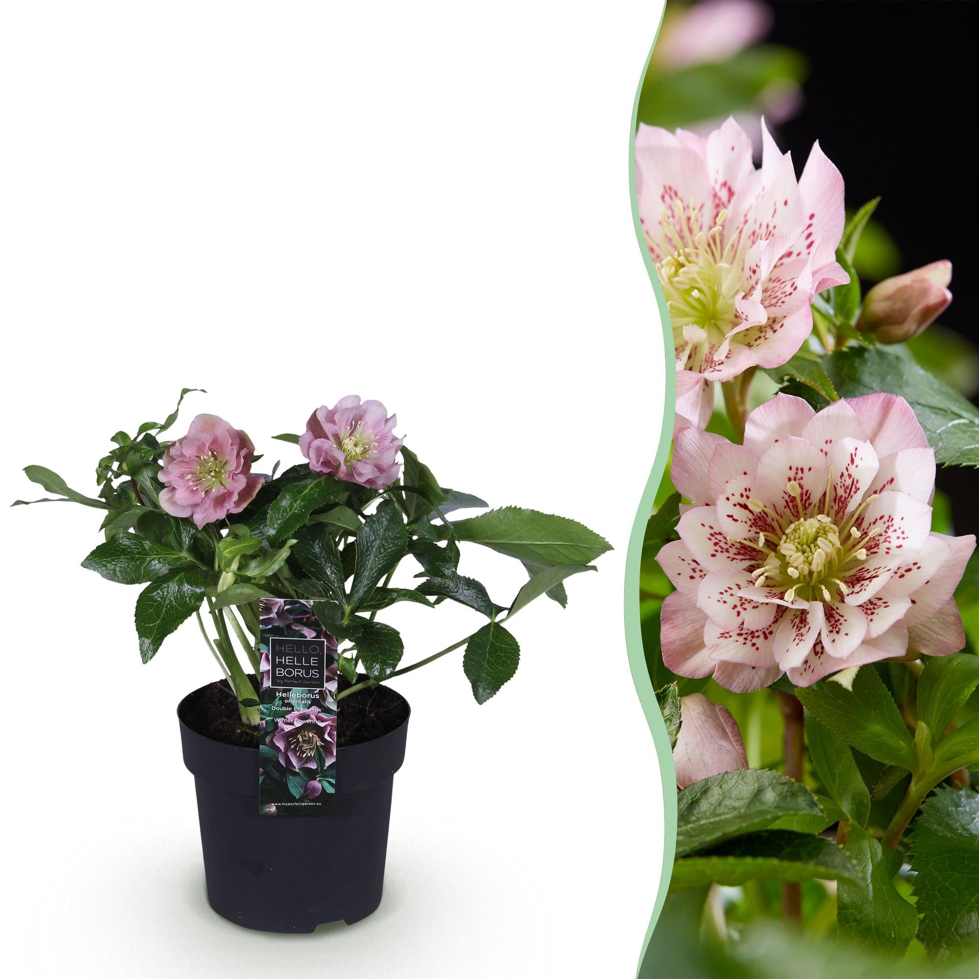 Lenten Rose - Helleborus orientalis Double Ellen Pink - Roze Bloem -1 Plant - Groenblijvend - Pot 14cm Hoogte 35cm