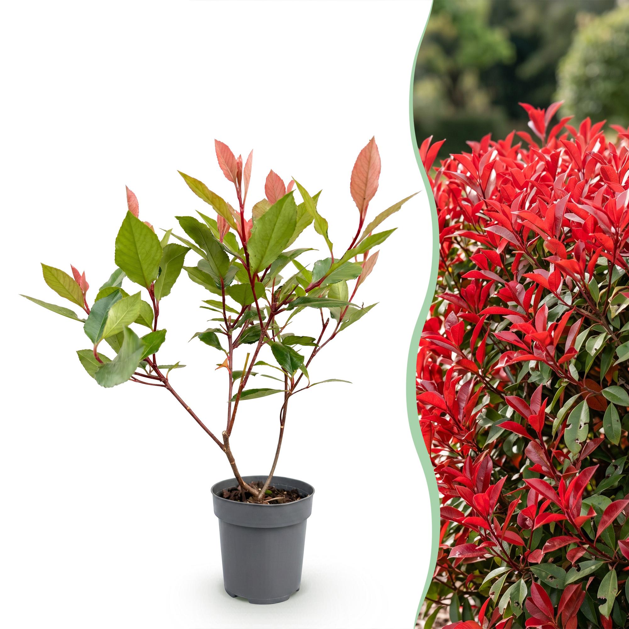 Photinia fraseri Little Red Robin - Glansmispel - 24x - Haagplanten - Groenblijvend - Rood - Pot 9cm - Hoogte 25-35cm