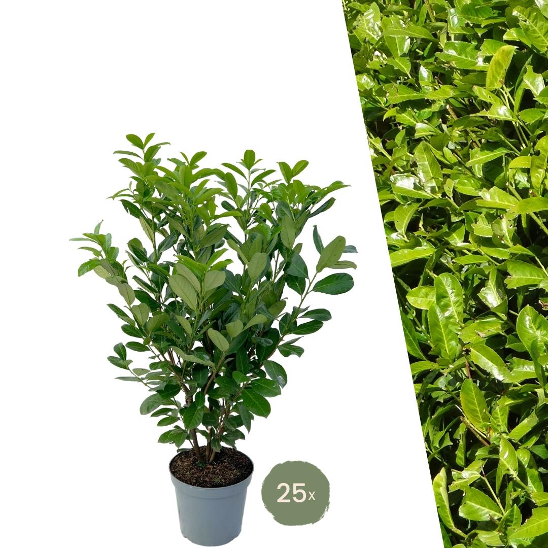 Laurel cerezo grande (Rotundifolia) para seto de 10 metros | - 12L - 25 x | ↨ 100-125 cm