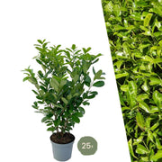 Laurel cerezo grande (Rotundifolia) para seto de 10 metros | - 12L - 25 x | ↨ 100-125 cm