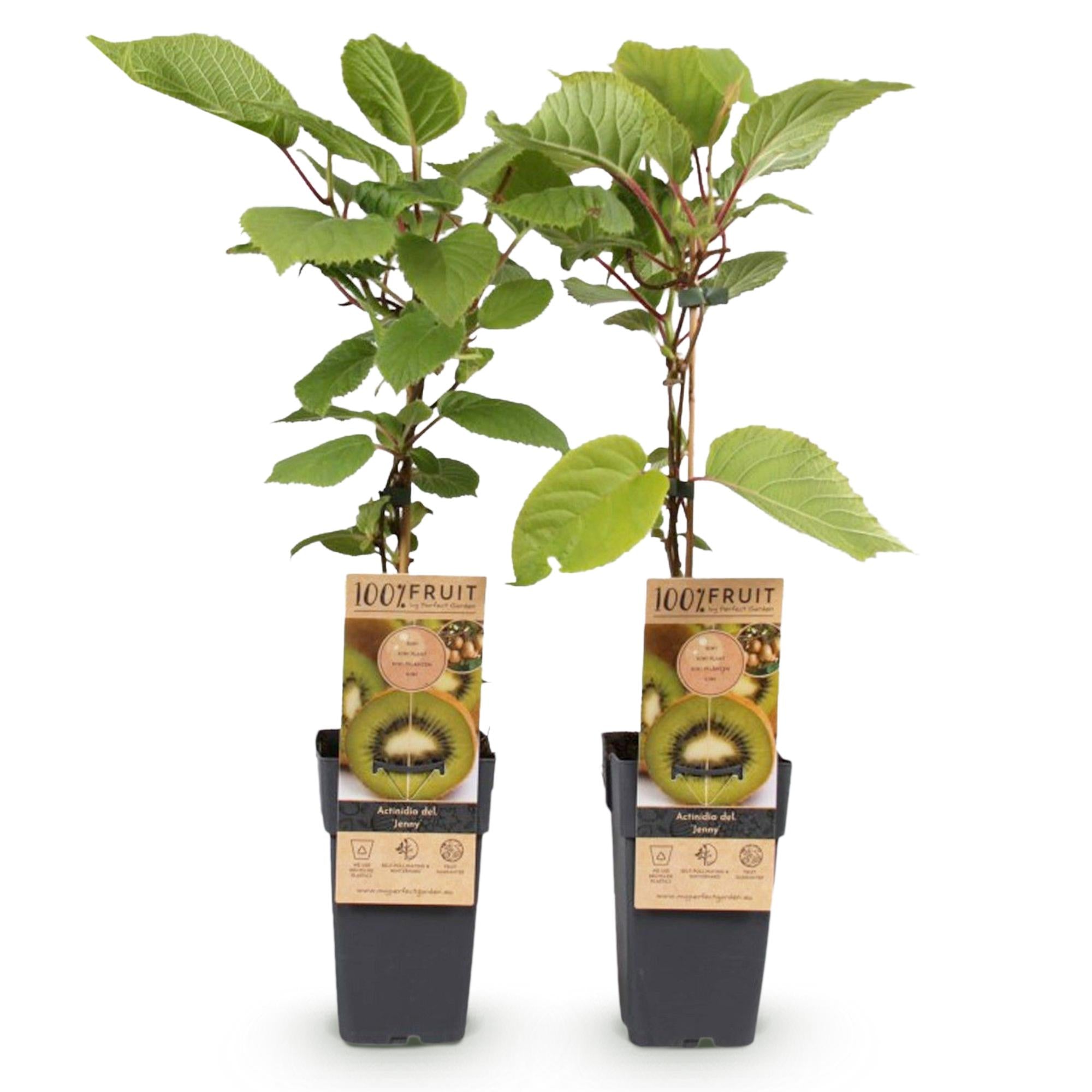 Groene Kiwi - Actinidia deliciosa Jenny  - Groene Vrucht - 2 planten - Pot 15cm Hoogte 50cm
