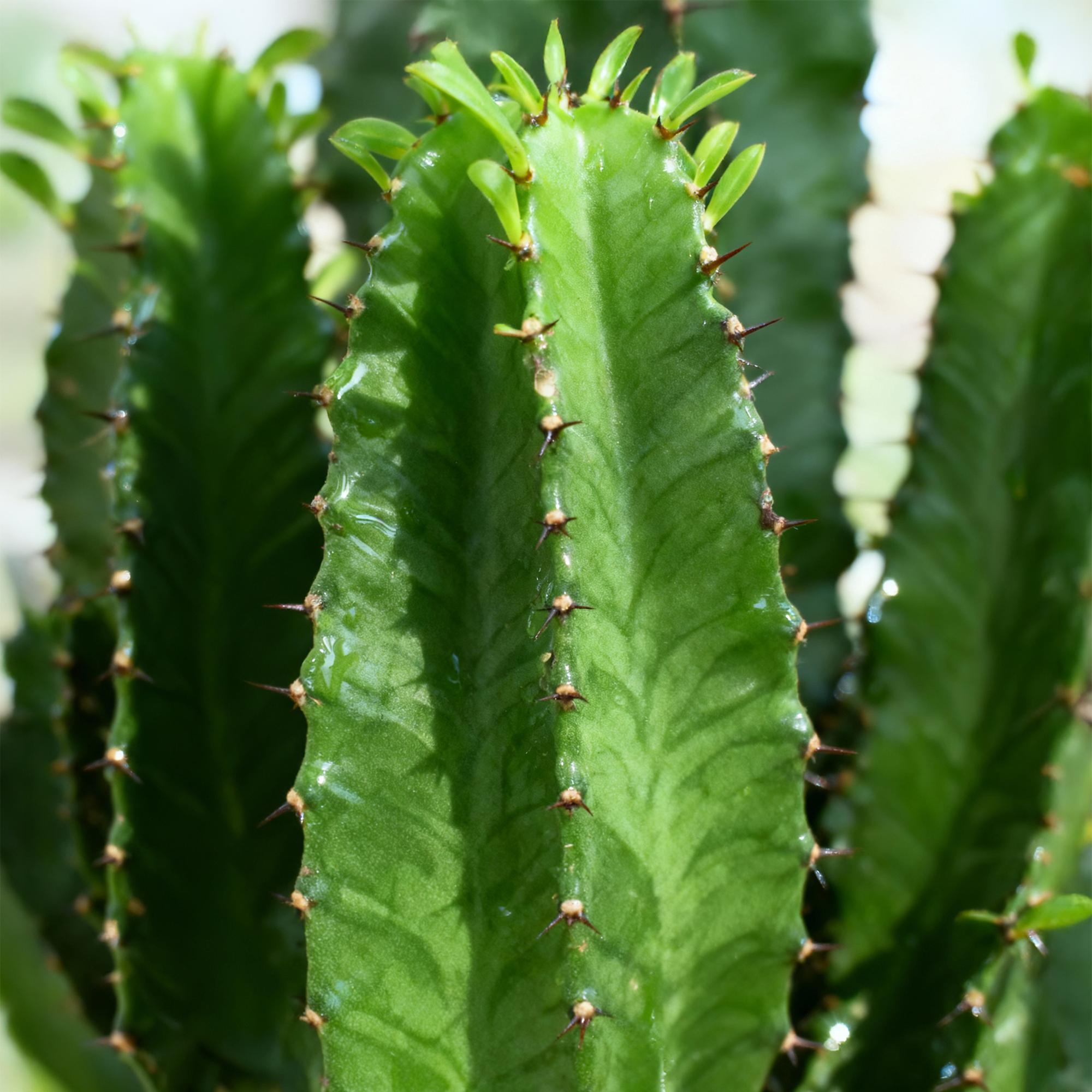 Euphorbia eritrea - Afrikaanse melkboom - Weinig onderhoud - Groen - 2 - Pot 19cm - Hoogte 70cm