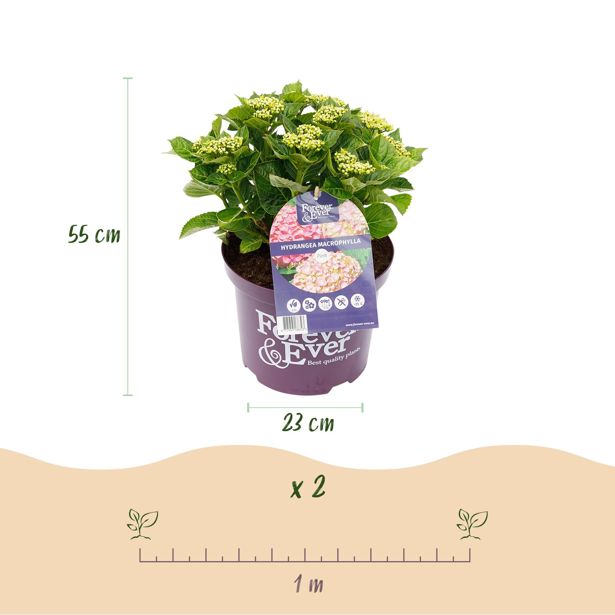 Hortensia - Hydrangea Forever & Ever - Roze - 7-12 Bloemen - 2 Planten - Pot 23cm Hoogte 55cm