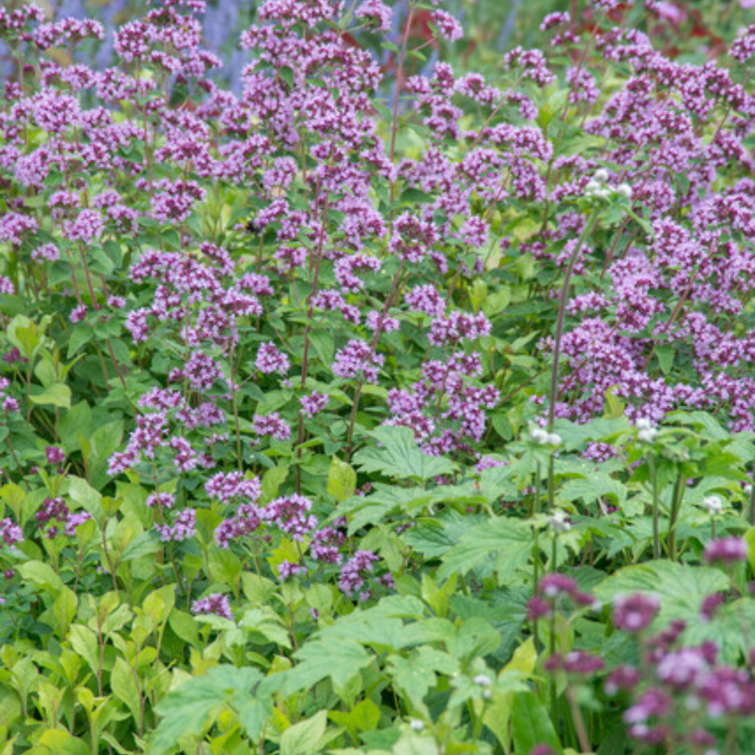 12x Origanum laevigatum 'Herrenhausen' - ↕10-25cm - Ø9cm
