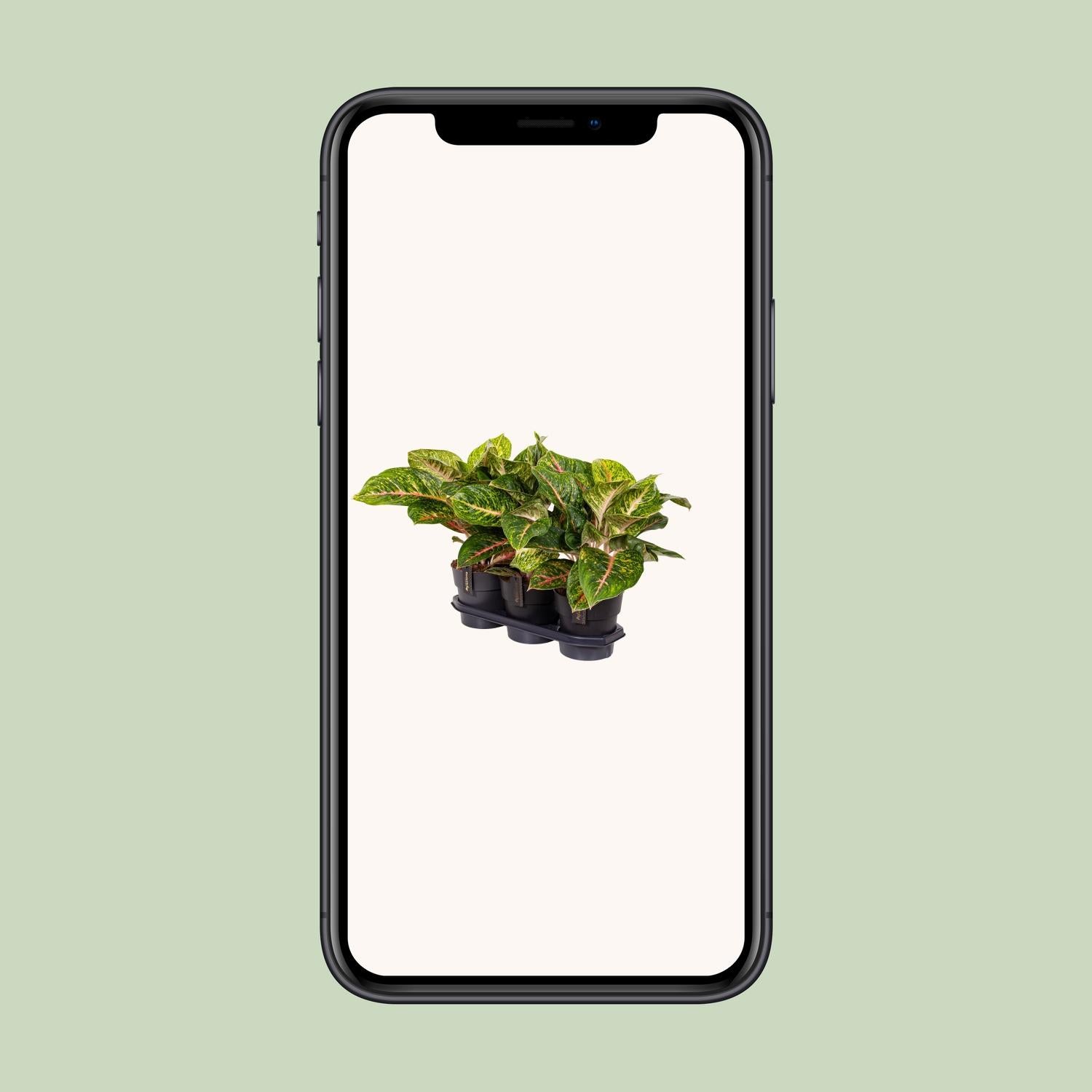 Aglaonema Frühlingsrot - Ø 19 cm - ↕ 60 cm