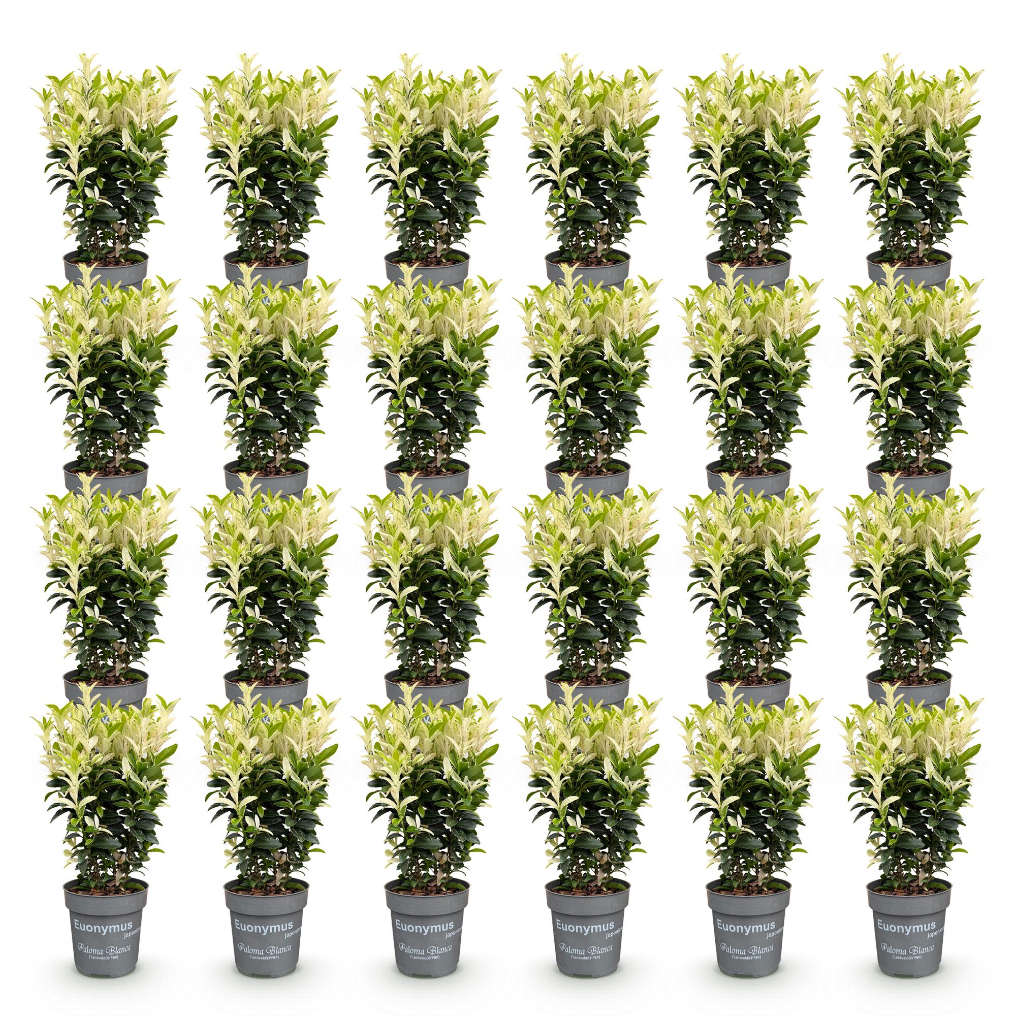 Euonymus japonica Paloma Blanca - Kardinaalsmuts 24x  - Haagplanten - Groenblijvend - Groen - Wit - Pot 9cm - Hoogte 20-30cm