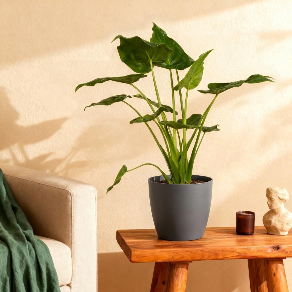 Alocasia Cucullata - Olifantsoor - met Potter Grijs - Pot 21cm - Hoogte 65-70cm